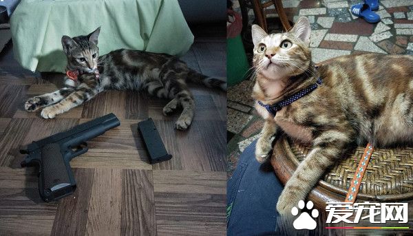 喵星人的魅力不容小觑 亲生儿子直接被弃养