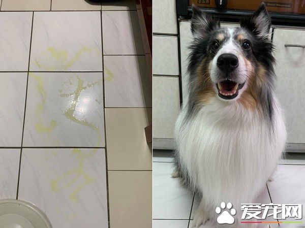 汪星人镇妖符尿的意义深重 网友看出惊人事实!