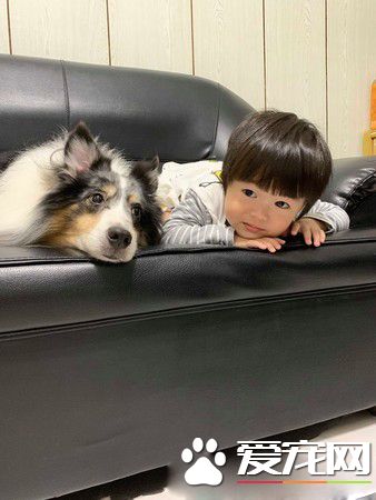 汪星人镇妖符尿的意义深重 网友看出惊人事实!