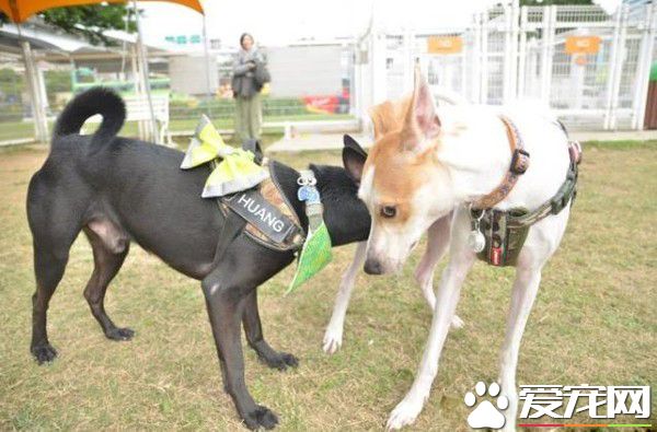 狗狗公交来了运营已近两年 一起打造友善城市