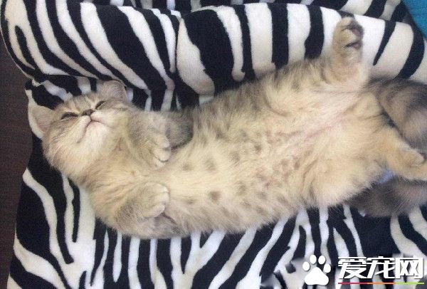 带着猫滚出去! 3年后阿嬷关心瘦得跟猴一样