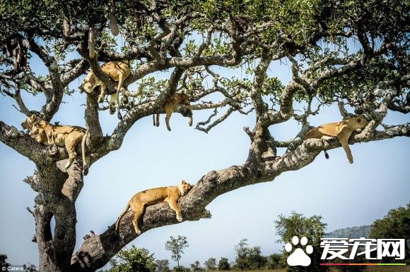 在大自然讨生活也很辛苦 狮子被苍蝇吓到躲树上