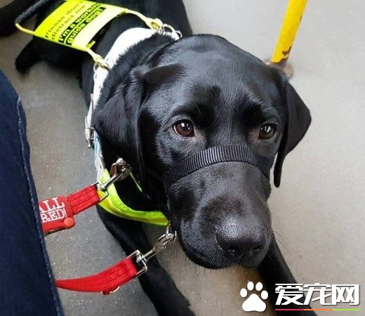 盲人被骂骗子赶下公车 无知妇女:导盲犬没有黑的