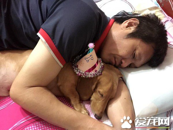 腊肠犬曾被关在阳台 如今变爸妈亲生的