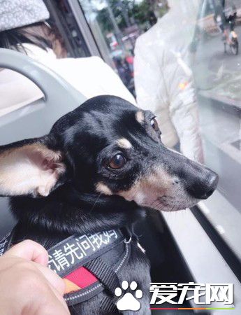 狗狗公交来了运营已近两年 一起打造友善城市