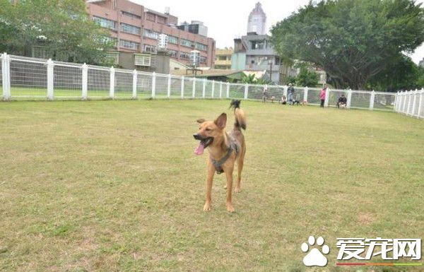 狗狗公交来了运营已近两年 一起打造友善城市