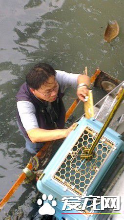 板桥第一暖男 帮助瘫痪的小狗重拾笑容与活泼