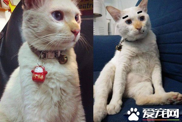 2014年双手捧着臭脸猫 2019年只剩空空一双手