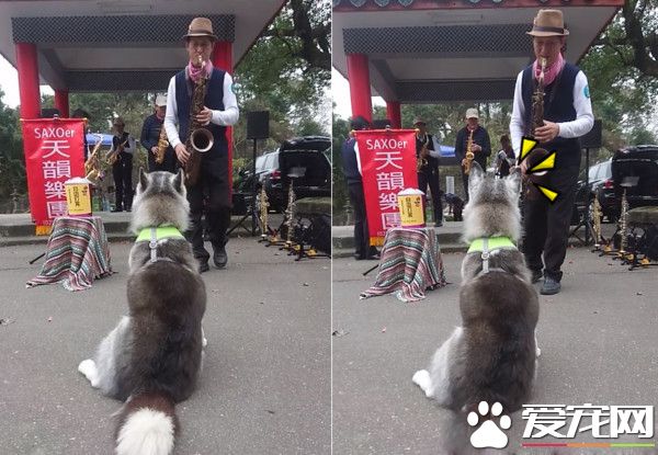 有音乐细胞的哈士奇 听见音乐双耳跟着一起动