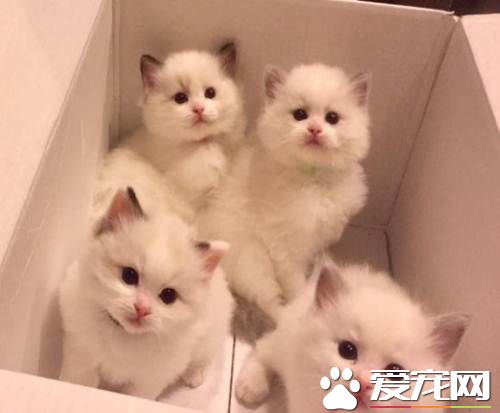 如何纠正布偶猫咬人  什么原因导致布偶猫咬人的