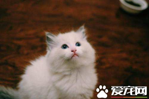 布偶猫呕吐是怎么回事 导致布偶猫呕吐的三大原因