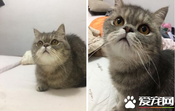 带着猫滚出去! 3年后阿嬷关心瘦得跟猴一样