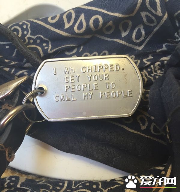 这些歪果人毛小孩吊牌 超有趣的搞怪内容