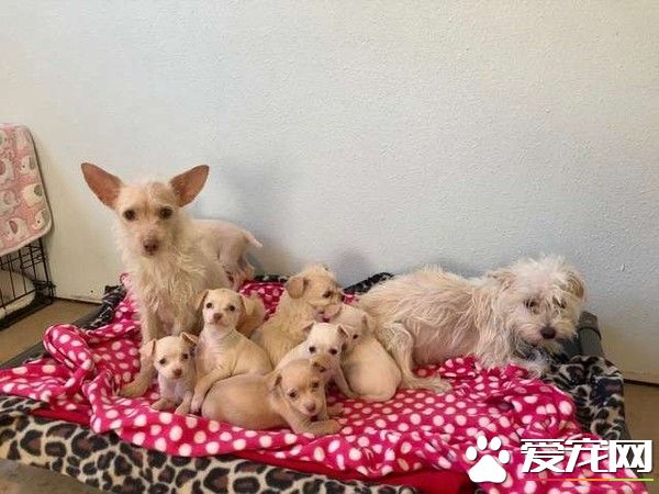 两狗狗妈妈因缘际会 共同照顾九只无血缘宝宝