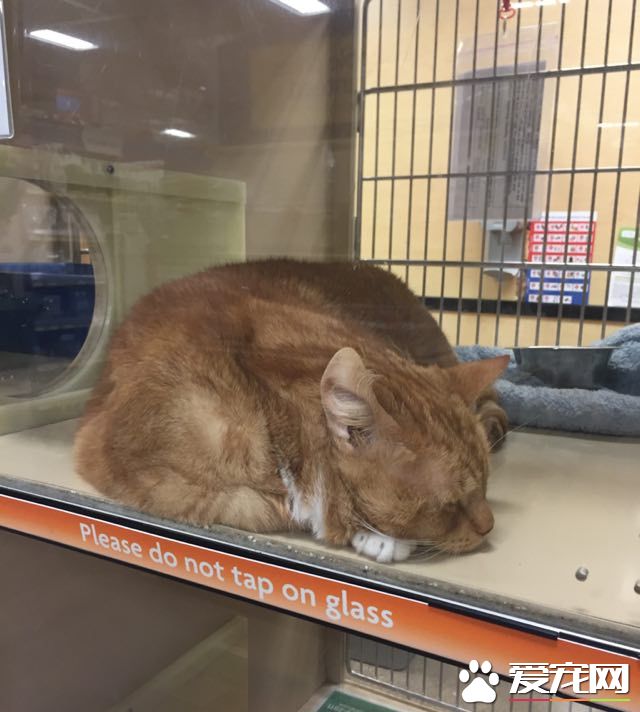 猫奴为爱猫採购猫食 竟与待认养橘猫一见钟情