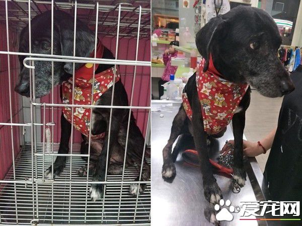 米克斯狗狗对阿伯一见钟情 每天跟着卖玉兰花