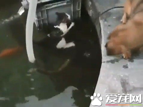 见喵落水奋不顾身救援 狗狗最佳救援!