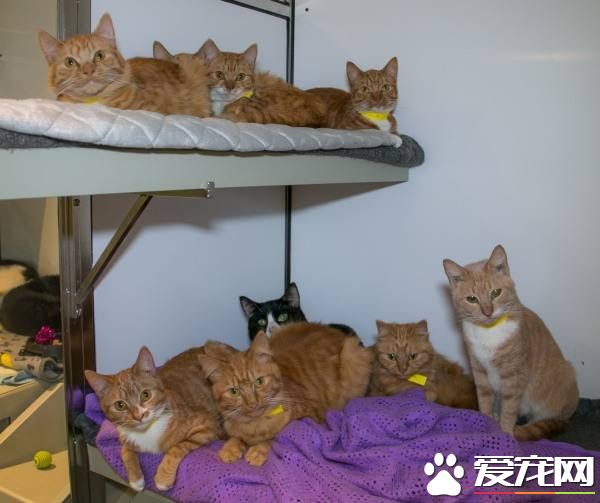 11只猫咪被困纸箱 胶带密封蓄意要活活闷死