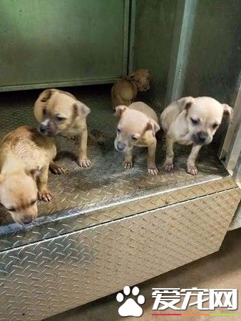 肉桂捲造型耳朵超有福气 同胎小狗速被领养