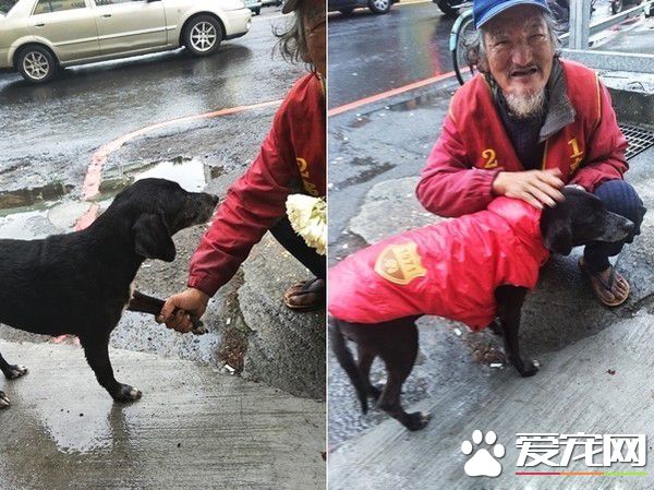 米克斯狗狗对阿伯一见钟情 每天跟着卖玉兰花