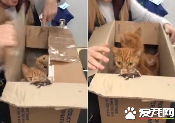 11只猫咪被困纸箱 胶带密封蓄意要活活闷死