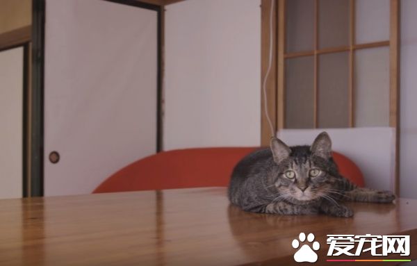 猫咪到底认得主人声音吗？答案在这支广告里