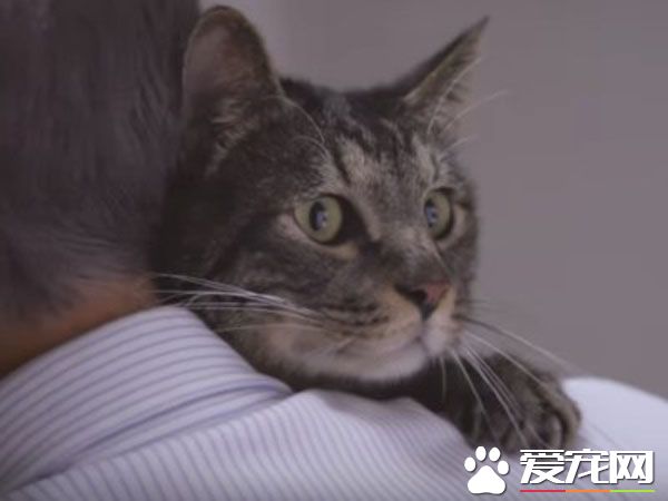 猫咪到底认得主人声音吗？答案在这支广告里