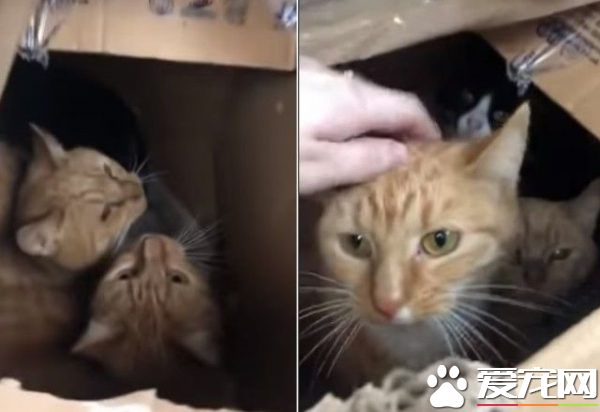 11只猫咪被困纸箱 胶带密封蓄意要活活闷死