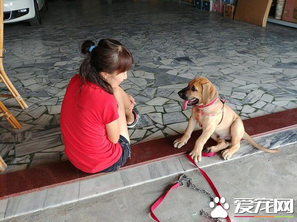 巨婴汪一年暴风成长  站起来比妈妈还高