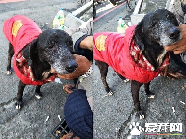 米克斯狗狗对阿伯一见钟情 每天跟着卖玉兰花