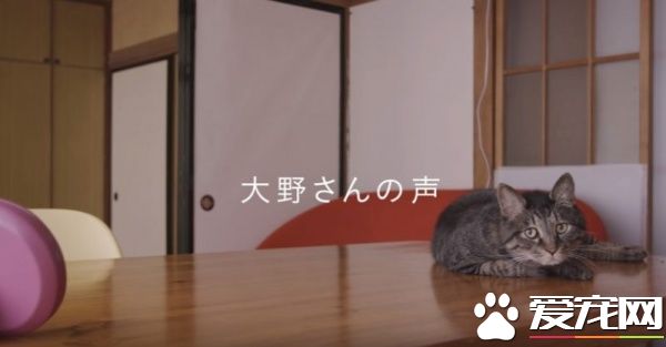 猫咪到底认得主人声音吗？答案在这支广告里