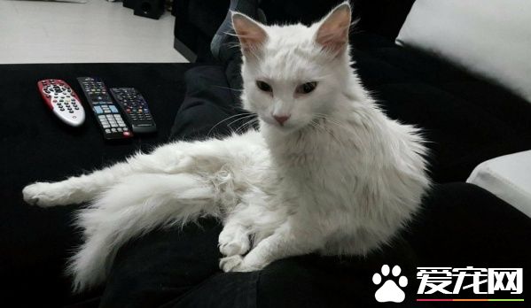 猫咪鬼门关前走了一回 因祸得福获真命猫奴