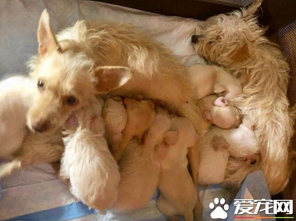 两狗狗妈妈因缘际会 共同照顾九只无血缘宝宝