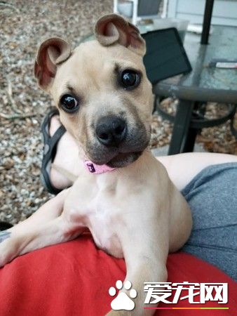 肉桂捲造型耳朵超有福气 同胎小狗速被领养