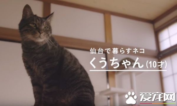 猫咪到底认得主人声音吗？答案在这支广告里