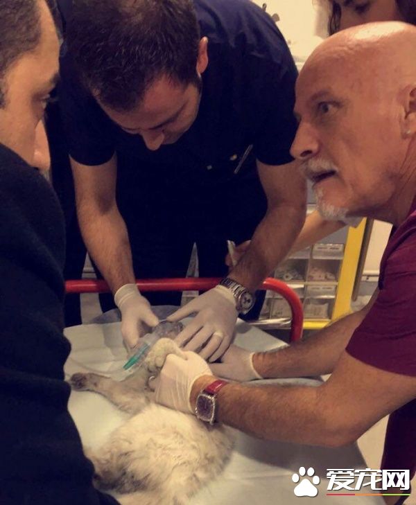 猫咪鬼门关前走了一回 因祸得福获真命猫奴