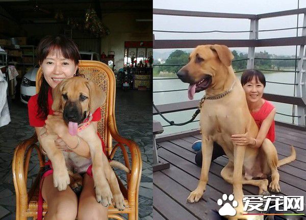 巨婴汪一年暴风成长  站起来比妈妈还高