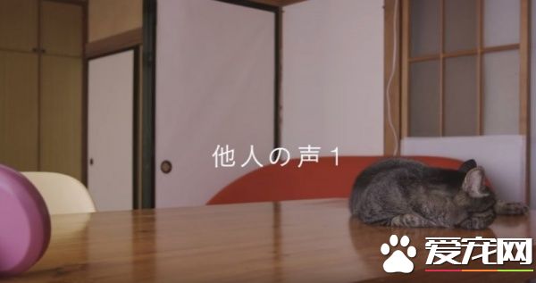 猫咪到底认得主人声音吗？答案在这支广告里