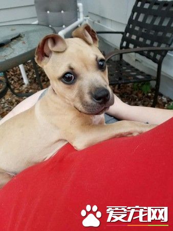 肉桂捲造型耳朵超有福气 同胎小狗速被领养