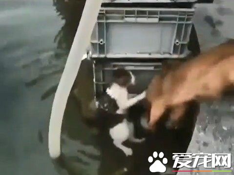 见喵落水奋不顾身救援 狗狗最佳救援!