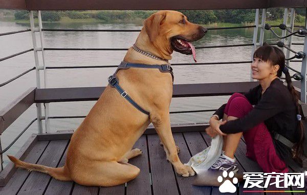 巨婴汪一年暴风成长  站起来比妈妈还高