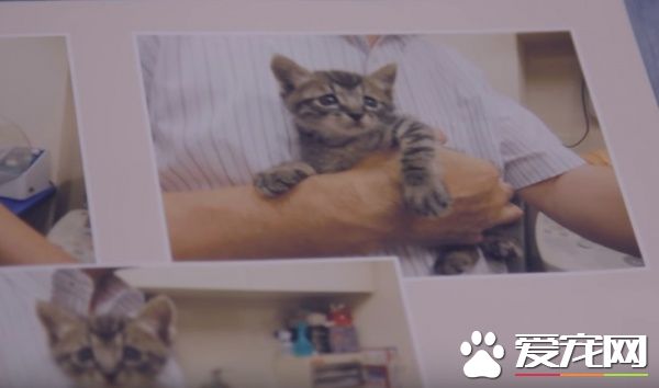 猫咪到底认得主人声音吗？答案在这支广告里