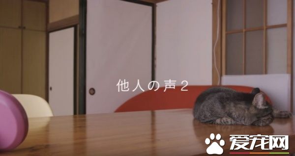 猫咪到底认得主人声音吗？答案在这支广告里