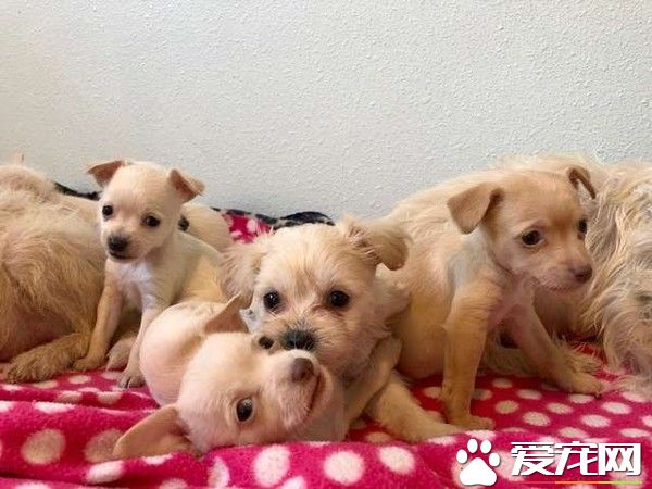 两狗狗妈妈因缘际会 共同照顾九只无血缘宝宝