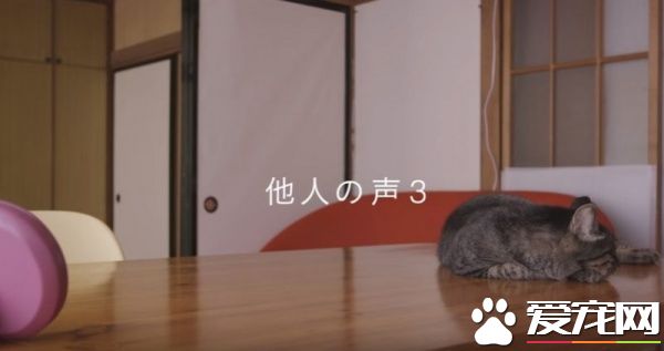 猫咪到底认得主人声音吗？答案在这支广告里