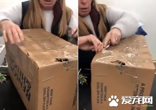 11只猫咪被困纸箱 胶带密封蓄意要活活闷死