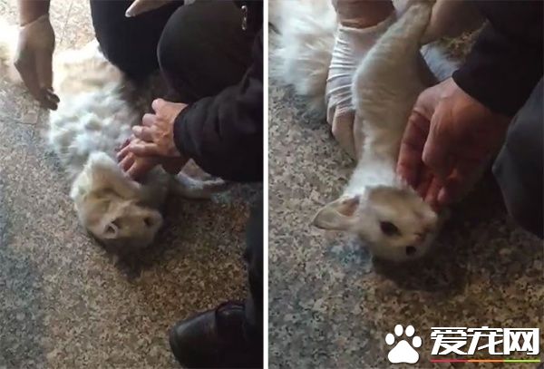 猫咪鬼门关前走了一回 因祸得福获真命猫奴