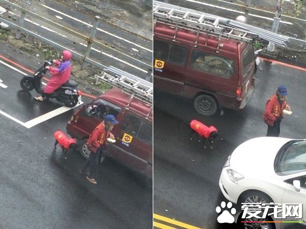 米克斯狗狗对阿伯一见钟情 每天跟着卖玉兰花