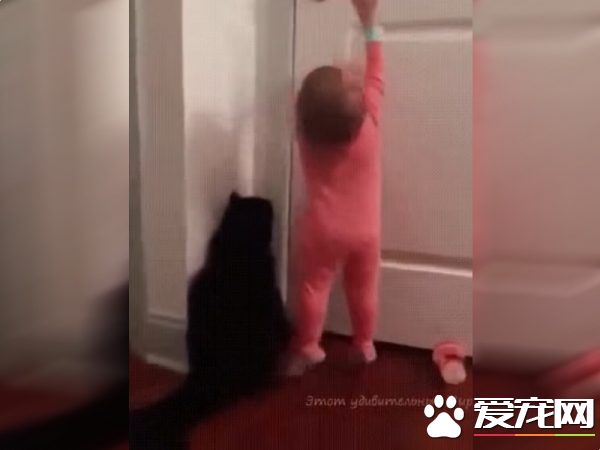 太矮了构不到门把 猫咪成功帮小主人开门