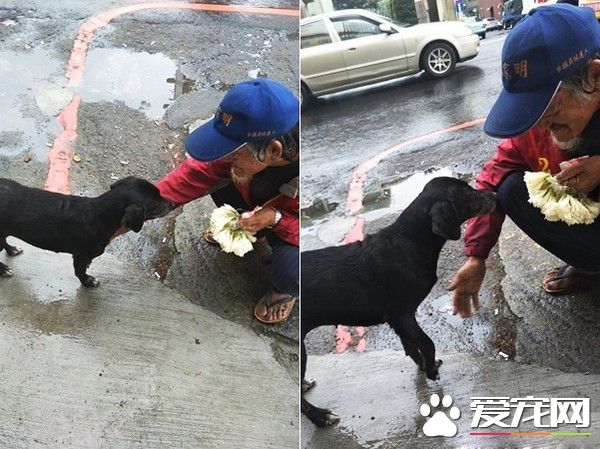 米克斯狗狗对阿伯一见钟情 每天跟着卖玉兰花